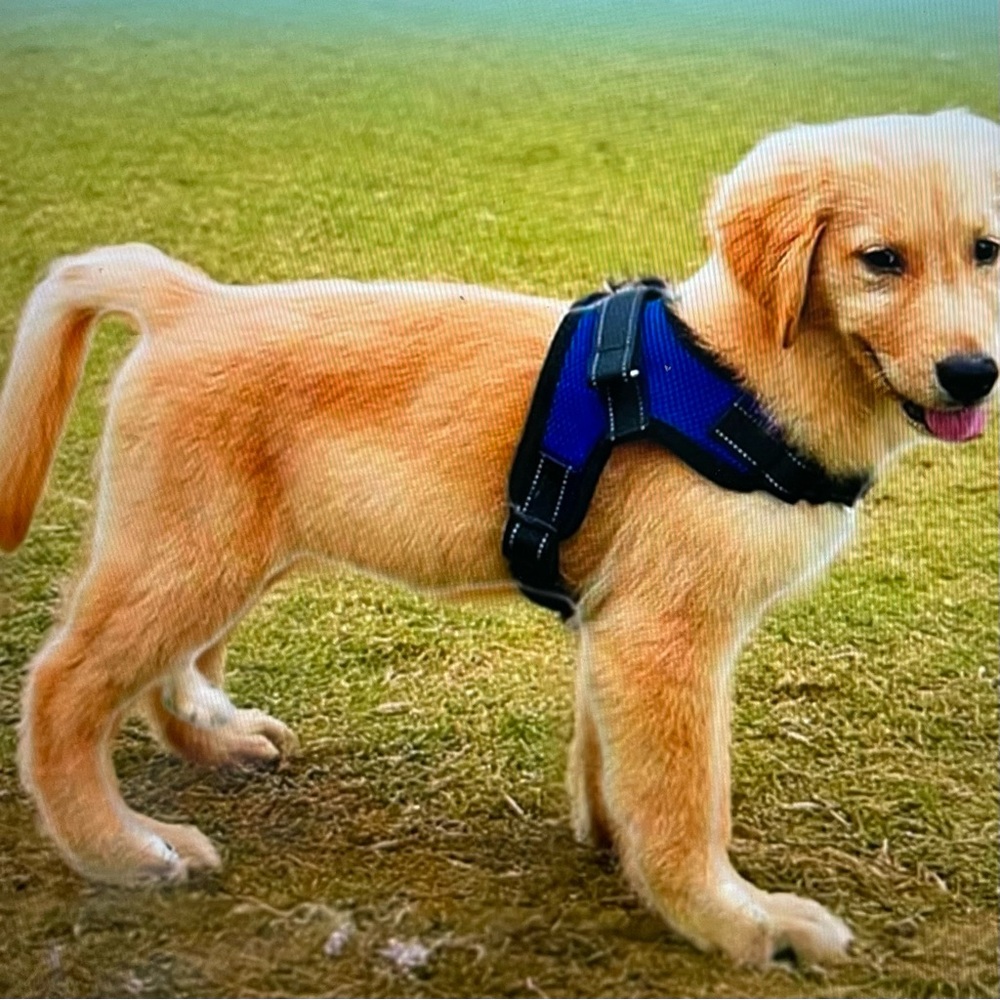 Puppy No Pull Harness